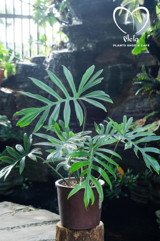 Philodendron Mayoi