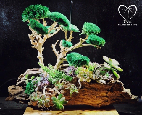 Tiểu cảnh sen đá & gỗ lũa tự nhiên