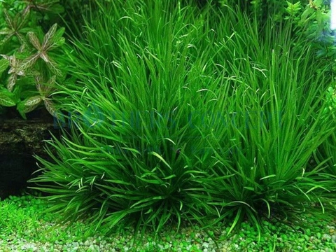 CÂY THỦY SINH - CỎ