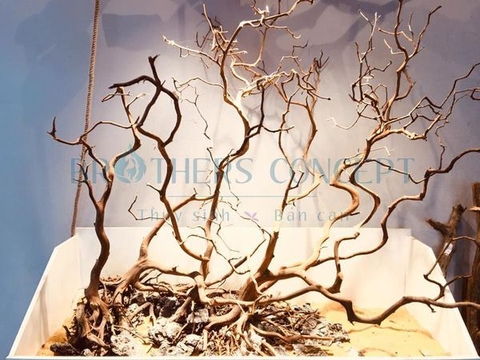 LŨA HẢI SƠN TÙNG 1