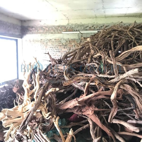 LŨA SA TÙNG CỔ THỤ NHÁNH