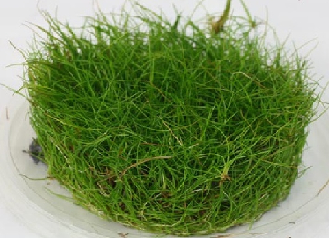 CÂY THỦY SINH - TRẢI NỀN