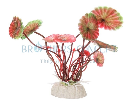 CÂY THỦY SINH - KPL