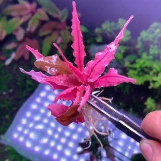 CÂY THỦY SINH - TIÊU THẢO