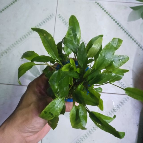 CÂY THỦY SINH - TIÊU THẢO