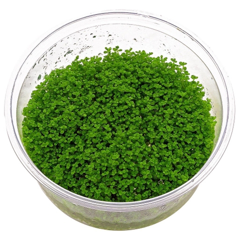 CÂY THỦY SINH - TRẢI NỀN