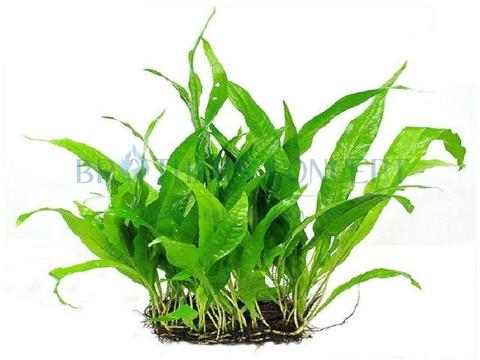 CÂY THỦY SINH - DƯƠNG XỈ