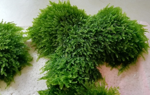 CÂY THỦY SINH - RÊU