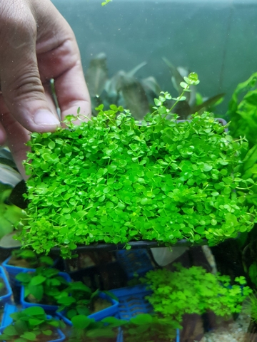 CÂY THỦY SINH - TRẢI NỀN