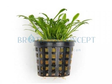 CÂY THỦY SINH - RÁY