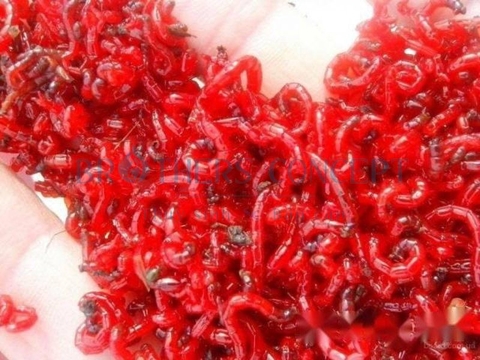 THỨC ĂN ĐÔNG LẠNH