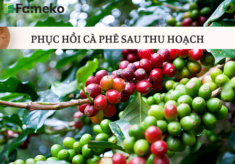 5 BƯỚC KỸ THUẬT CHĂM SÓC CÀ PHÊ SAU THU HOẠCH