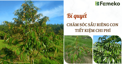 BÍ QUYẾT CHĂM SÓC SẦU RIÊNG CON TIẾT KIỆM CHI PHÍ