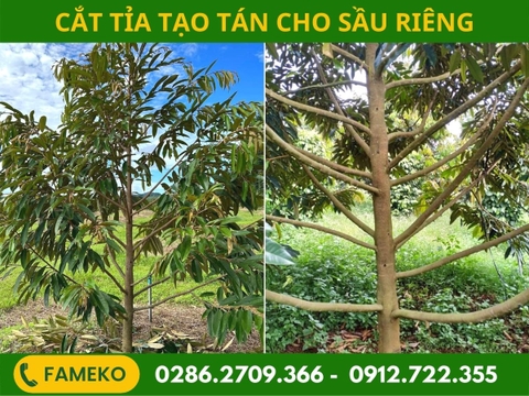 KỸ THUẬT TỈA CÀNH TẠO TÁN CÂY SẦU RIÊNG
