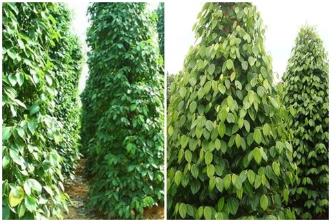 Đặc điểm hồ tiêu khu vực Tây Nguyên, các loại sâu bệnh hại và nguyên tắc bón phân cho cây