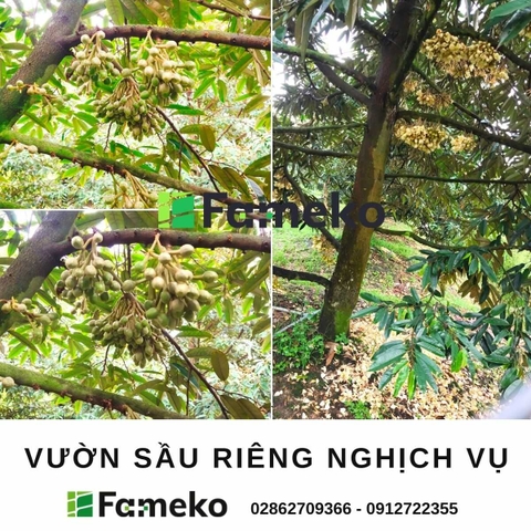  7 LƯU Ý KHI XỬ LÝ SẦU RIÊNG RA HOA NGHỊCH VỤ
