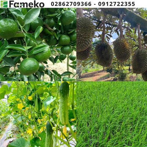 4 CÔNG DỤNG TUYỆT VỜI CỦA HỮU CƠ ĐẠM CÁ