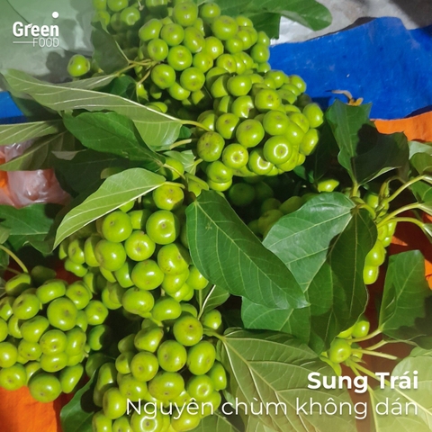 Sung Thái Chưng Tết
