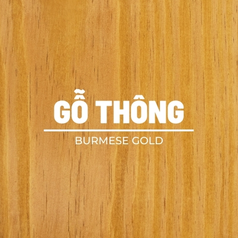 mau Burmese Gold tren go thong