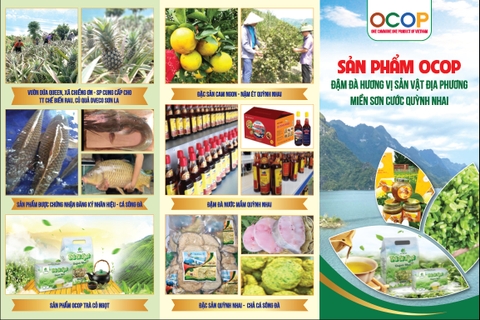 Thiết kế Cẩm nang Sản phẩm OCOP, Nông sản, Đặc sản... đẹp tại Hà Nội