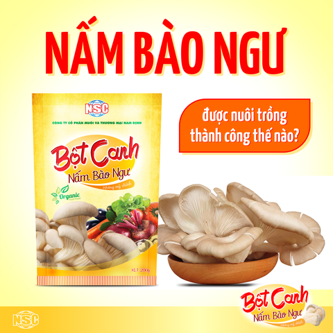 NẤM BÀO NGƯ ĐƯỢC NUÔI TRỒNG THÀNH CÔNG THẾ NÀO?