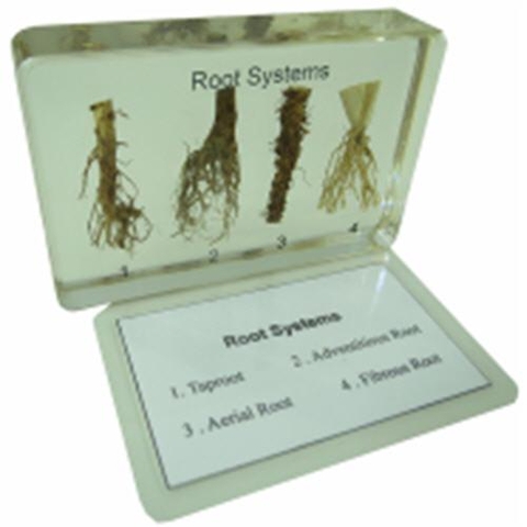 Root Systems