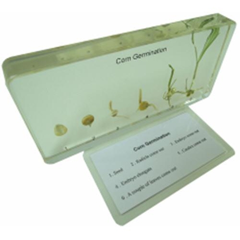 Corn Germination