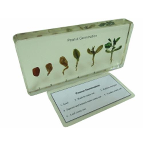 Peanut Germination