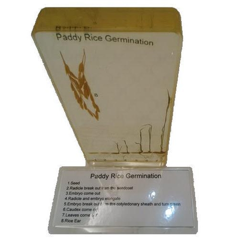 Paddy Rice Germination