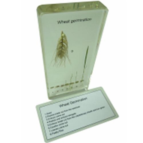 Wheat Germination