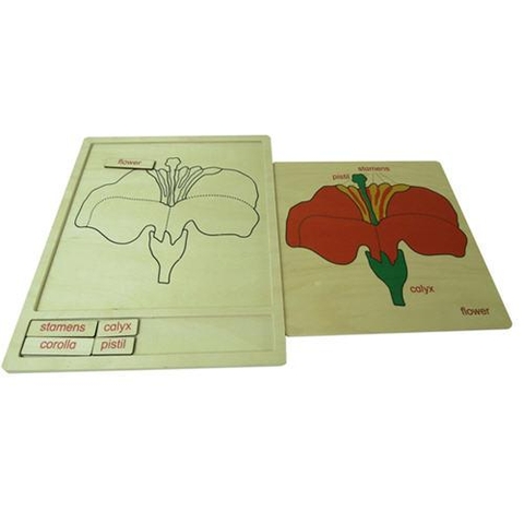 Colored botany puzzle activity set - flower