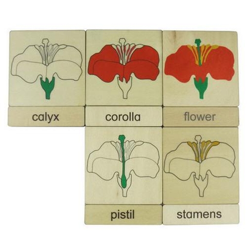 3 parts classification cards for Names of body parts - flower(5)