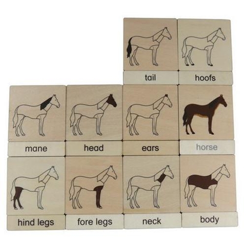 3 parts classification cards for Names of body parts - horse(10)