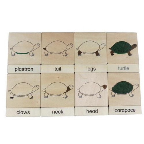 3 parts classification cards for Names of body parts - turtle(8)