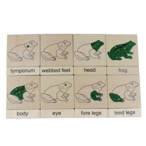 3 parts classification cards for Names of body parts - frog(8)