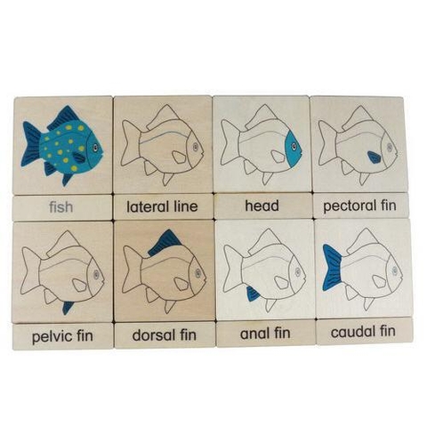 3 parts classification cards for Names of body parts - fish(8)