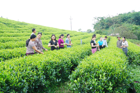 Chè Thái Nguyên hữu cơ khó phát triển?