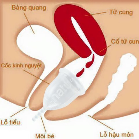 Đưa cốc nguyệt san vào sâu bao nhiêu?