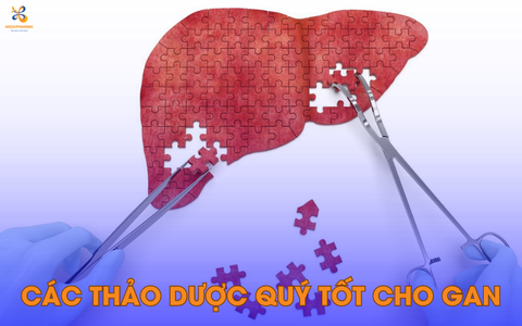 TOP 4 DƯỢC LIỆU QUÝ GIÁ GIẢI ĐỘC, PHỤC HỒI CHỨC NĂNG GAN TỐT NHẤT