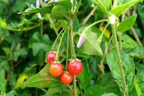 Cà gai leo - Thảo dược điều trị Gan