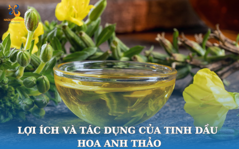 TINH DẦU HOA ANH THẢO: LỢI ÍCH VÀ TÁC DỤNG PHỤ