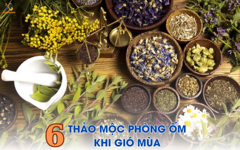 6 LOẠI THẢO MỘC GIÚP PHÒNG ỐM KHI GIÓ MÙA VỀ