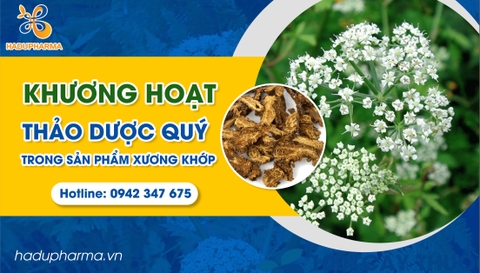 KHƯƠNG HOẠT - THẢO DƯỢC QUÝ TRONG SẢN PHẨM XƯƠNG KHỚP