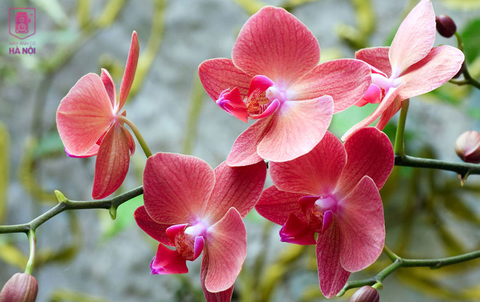 CÁCH CHỤP ẢNH MARCO VỚI LOÀI HOA ĐÚNG NHƯ Ý MUỐN.