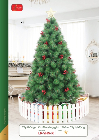 Cây thông cước đầu vàng gắn trái đỏ - cây tự động (Changchiia 2026) (Catalogue trang 21)