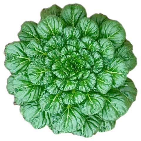 Bắp Cải Hoa Hồng