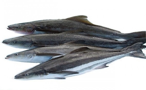 Cá Bớp