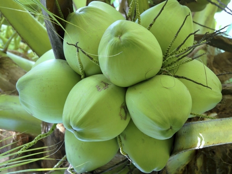 Dừa xiêm