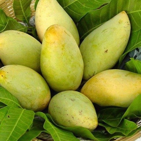 Xoài Chín Hòa Lộc
