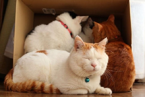 Một Số Lưu Ý Cần Biết Khi Chăm Sóc Mèo Sau Triệt Sản